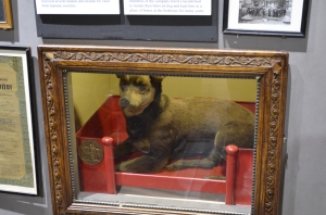 One of the first firehouse dogs who showed up one day.  