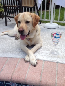 This is SO the life! Zeus is sleeping by the pool with a wine glass right beside him